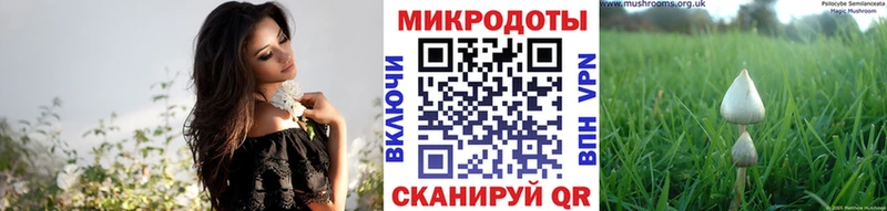 Купить  Алзамай  Псилоцибиновые грибы мицелий 